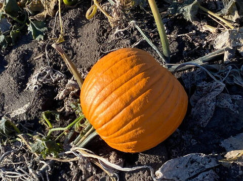 Pumpkin